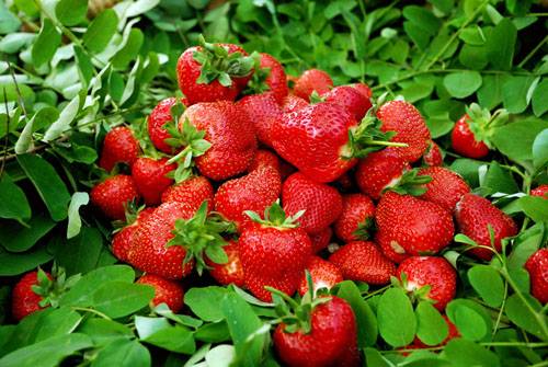 孕妇吃草莓能促进胎儿骨骼发育：但这些孕妇不宜吃草莓